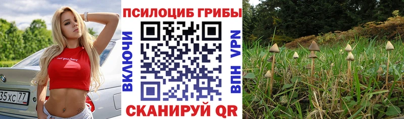 наркошоп  Гусев  Псилоцибиновые грибы Psilocybe 